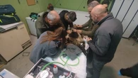 Liberada la osezna Alba tras un proceso de recuperación de seis meses en Cantabria y León