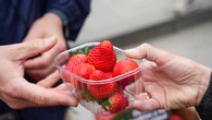Comer fresas cada día podría ayudar a prevenir la diabetes, según un nuevo estudio