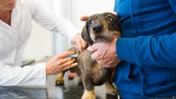 Los veterinarios reclaman unificar la vacunación de la rabia en España