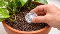 Cuándo es el mejor momento para regar las plantas en plena ola de calor, según los expertos