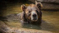 El ataque de un oso que deja heridas a cuatro personas en Fukushima, alerta de este tipo de sucesos cada vez más frecuentes en Japón