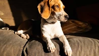 La ciencia lo confirma: los perros inclinan la cabeza cuando les hablan por este motivo