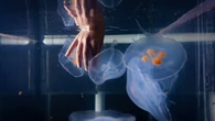 Fabrican medusas ciborg con un objetivo muy interesante: descubrir el fondo de los océanos