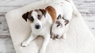 España supera los 15 millones de mascotas, un 14% más: ¿en qué comunidades hay más animales registrados?