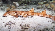 Descubren una nueva especie de tiburón nunca antes identificada