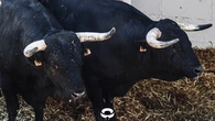 Los toros de Capea y Carmen Lorenzo, sorteados para la corrida de esta tarde en Pamplona