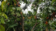 Salvar al chocolate: descubren cuatro nuevas especies de cacao en Perú