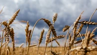 Suecia activa su plan de emergencia para almacenar grano por la amenaza rusa