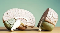 Un nuevo estudio sugiere que podríamos llevar años equivocados sobre cómo funciona el cerebro