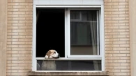 ¿El perro de tu vecino te quita el sueño? La ley protege tu derecho a vivir sin molestias