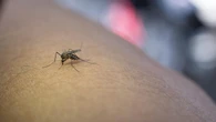Italia suma 39 muertos por el virus del Nilo Occidental y supera las cifras de los últimos años