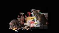 La invasión de las súper ratas