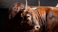 Estos son los imponentes toros de Vellosino que sustituyen los de El Parralejo esta tarde en Madrid: Horario y dónde ver por TV