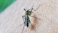 Mueren cinco personas en Italia a causa del virus del Nilo: ya son 27 personas fallecidas