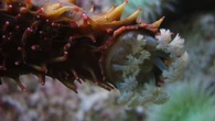 Ni medusa ni estrella de mar, este animal marino tendría la clave para la inmortalidad