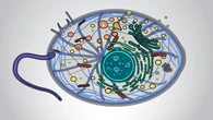 El primer ancestro de todos los animales tenía en sus células la claves para curar muchas enfermedades actuales
