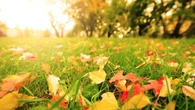 Se insta a los jardineros a rociar patios y caminos con vinagre hasta noviembre, y no es tan extraño como parece