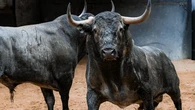 Estos son los imponentes toros de Victorino Martín para la recta final de San Isidro: Horario y dónde ver por TV