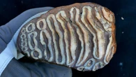 Recuperan bacterias que habitaron hace 1 millón de años sobre un mamut batiendo así un récord