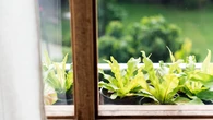 Esta planta se coloca en el alféizar de la ventana de la cocina y mantiene alejadas a las moscas durante todo el verano