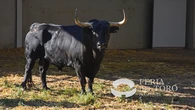 Los veloces y serios toros de Jandilla asumen el reto de clausurar los sanfermines