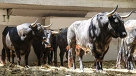 Estos son los imponentes toros de Miura para Escribano, Pepe Moral y Colombo esta tarde en Pamplona