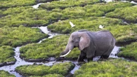 Kenia investiga a un turista español que se grabó dándole cerveza a los elefantes de un santuario animal