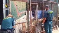 Seis perros muertos y nueve agonizando: investigan por maltrato animal a una protectora que recibía fondos públicos