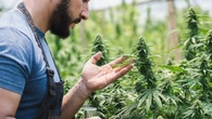 El cannabis podría elevar la testosterona en hombres jóvenes