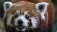 Por qué el bebé panda rojo nacido en primavera que conquistó al mundo ha tenido que ser sacrificado