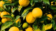 Para qué sirve envolver las ramas del limonero con papel de aluminio y por qué lo recomiendan