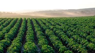 La agricultura pudo haber acelerado nuestra evolución: sugiere el mayor estudio paleogenético de la historia