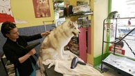 ¿Cuándo indica la caída de pelo de mi perro una patología?