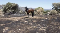 Las imágenes más impactantes de una nueva jornada de incendios en Madrid, Ávila y Toledo