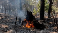 El EFFIS cifra en 157.501 las hectáreas quemadas este año en España, mientras el presupuesto en prevención forestal se redujo en un 45% respecto a 2018
