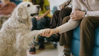Los perros también tienen “mano buena”: el nuevo test científico que revela si tu mascota es diestra o zurda