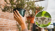 Estas cinco plantas son esenciales en tu jardín para eliminar las polillas de tu hogar