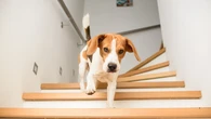 Confirmado por la Ley de Bienestar Animal: dejar a un perro solo de forma continuada puede acarrear multas de hasta 50.000 euros