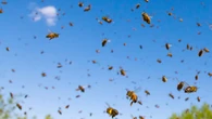 Intentó salvar a su hija de un enjambre de abejas y los dos murieron tras cientos de picaduras