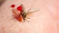 Adiós a los insectos este verano: el sencillo remedio casero que evita las picaduras