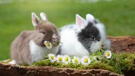 Los científicos no dan crédito: se confirma que hay dos especies de conejos en una Península Ibérica y no solo una como pensábamos