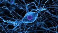 Alertan de que más de 2.000 sustancias pueden alterar el sistema hormonal