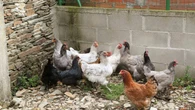 Cuántas gallinas se pueden tener en casa para el autoconsumo para no recibir una multa: esto dice la norma
