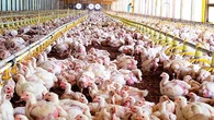 El precio del pollo en Marruecos por los suelos: los consumidores, encantados; los productores, hundidos