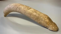Un museo neerlandés descubre en sus almacenes un "extraordinario" pene romano de 20 centímetros