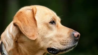 Un alcalde pide 20 euros al año a los dueños de perros para dedicarlos a Educación: "Dudo que el labrador pueda algún día pagarte la pensión"