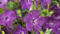 La planta ideal para este invierno: soporta las bajas temperaturas y no requiere cuidados constantes