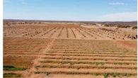 Proyecto marroquí para ganar terreno al desierto del Sáhara en favor de la agricultura