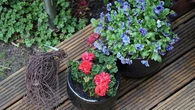 Nunca plantes en macetas sin hacer esto: el truco que usan los jardineros expertos