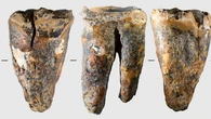 Los neandertales ya trataban las caries con “taladros” de piedra hace casi 60.000 años